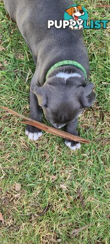 Staffy puppies