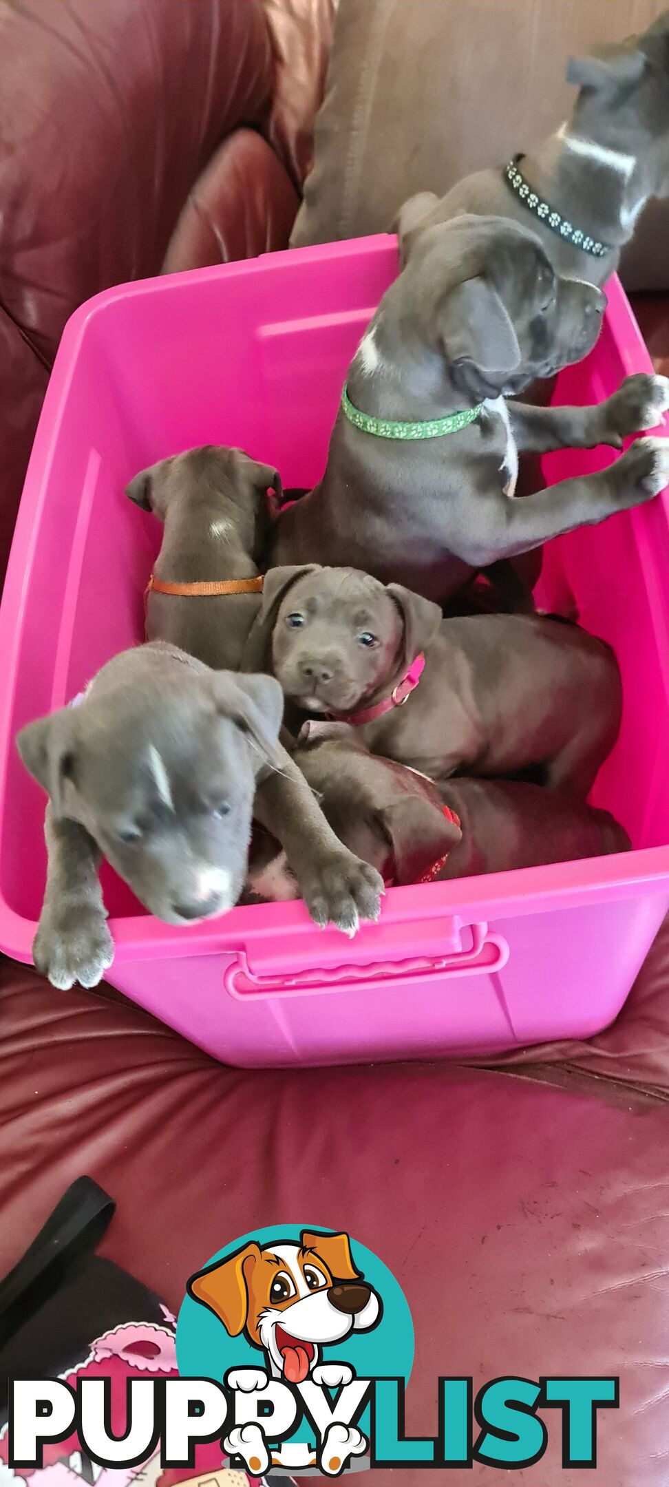 Staffy puppies