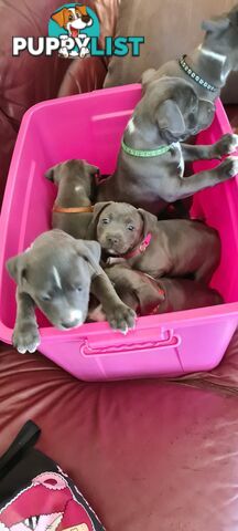 Staffy puppies