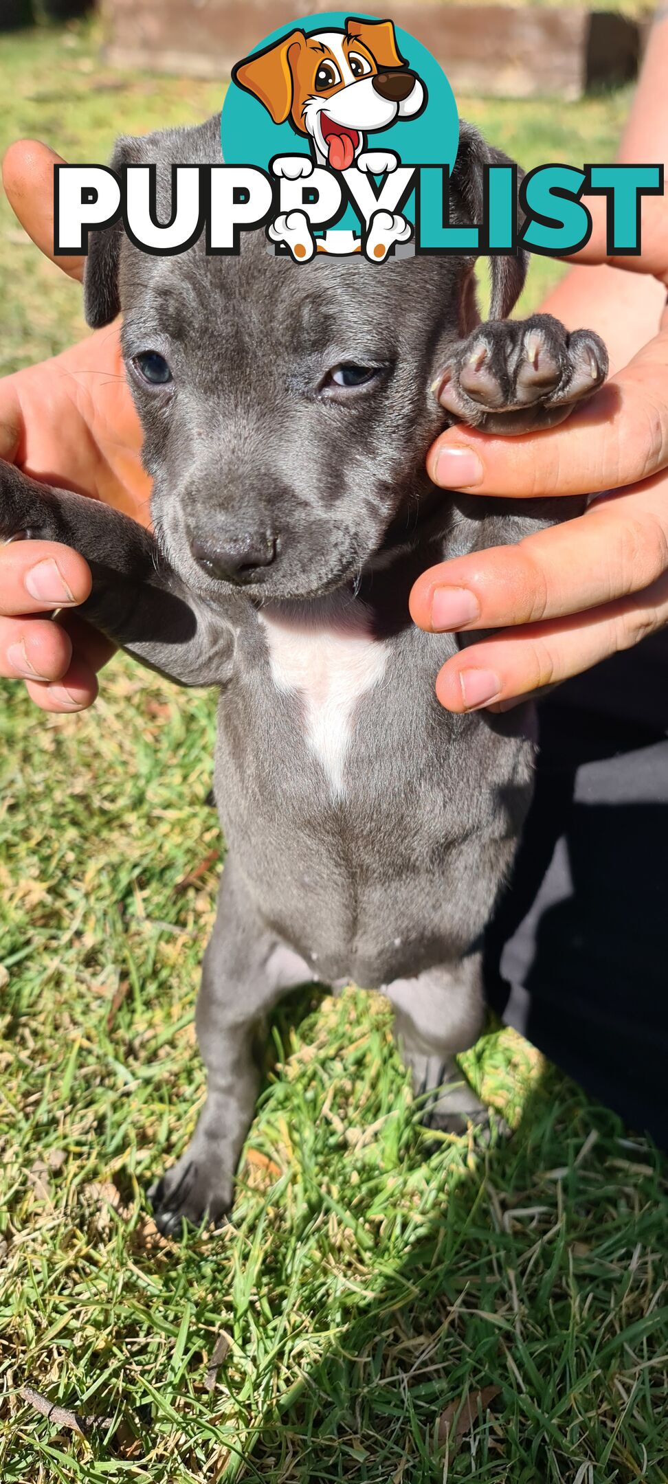 Staffy puppies