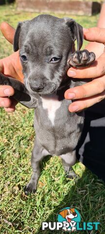 Staffy puppies