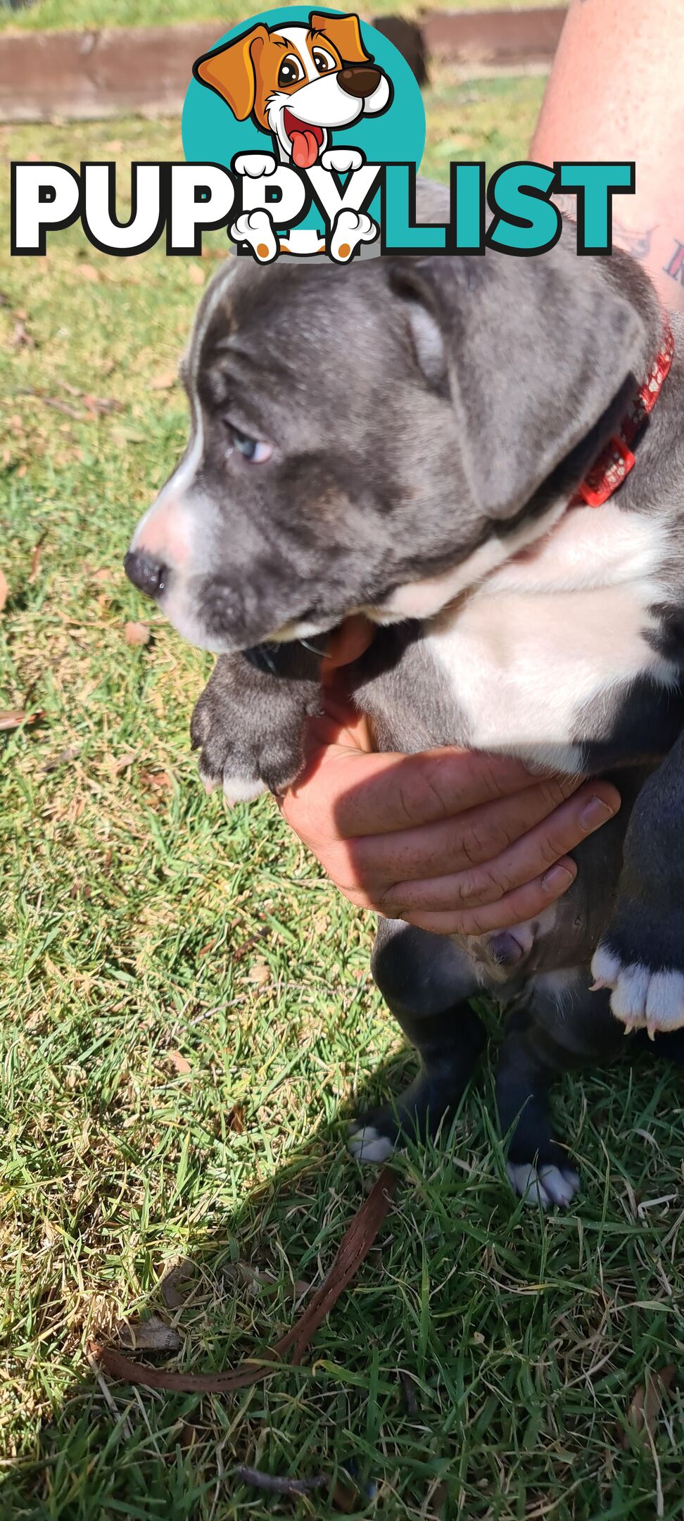 Staffy puppies