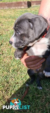 Staffy puppies