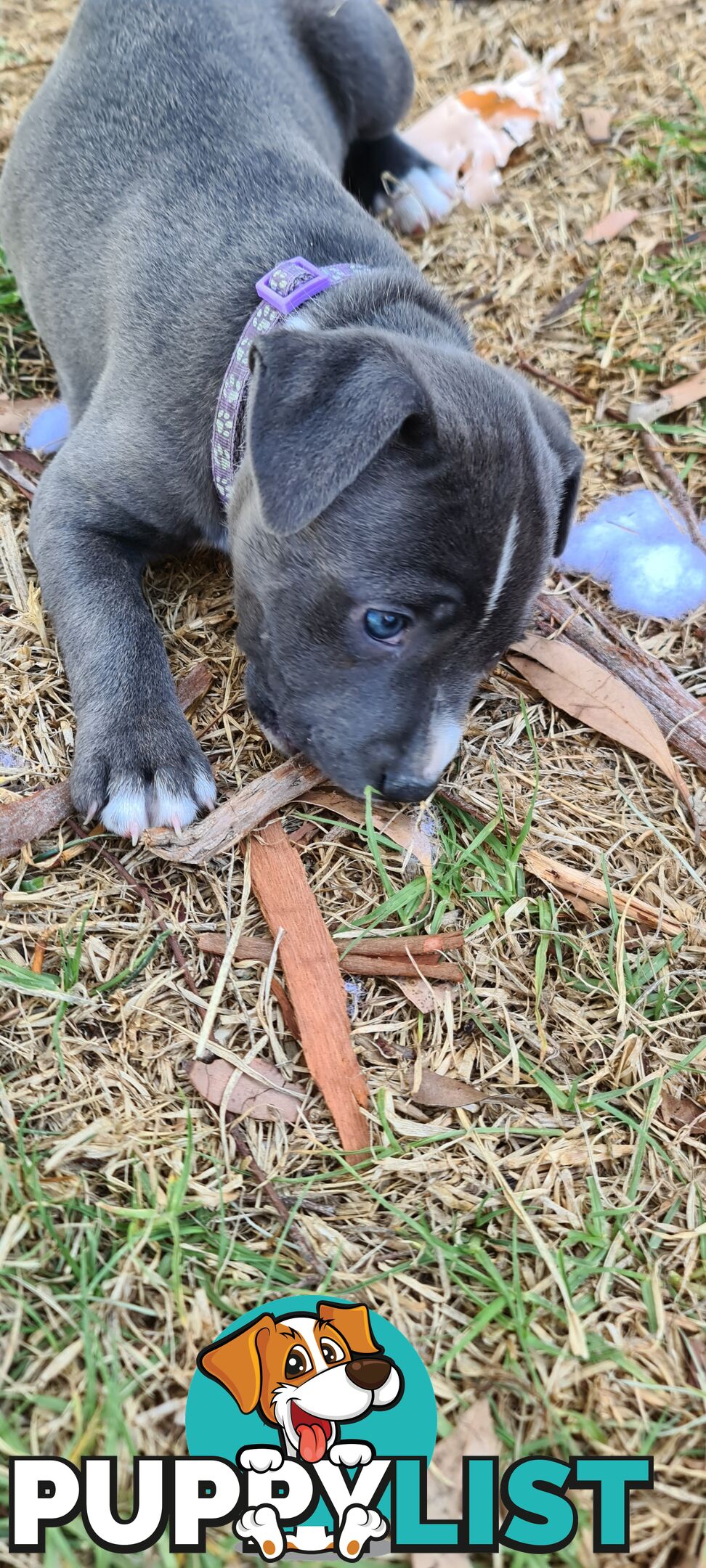 Staffy puppies