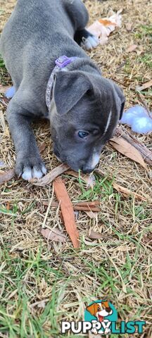 Staffy puppies