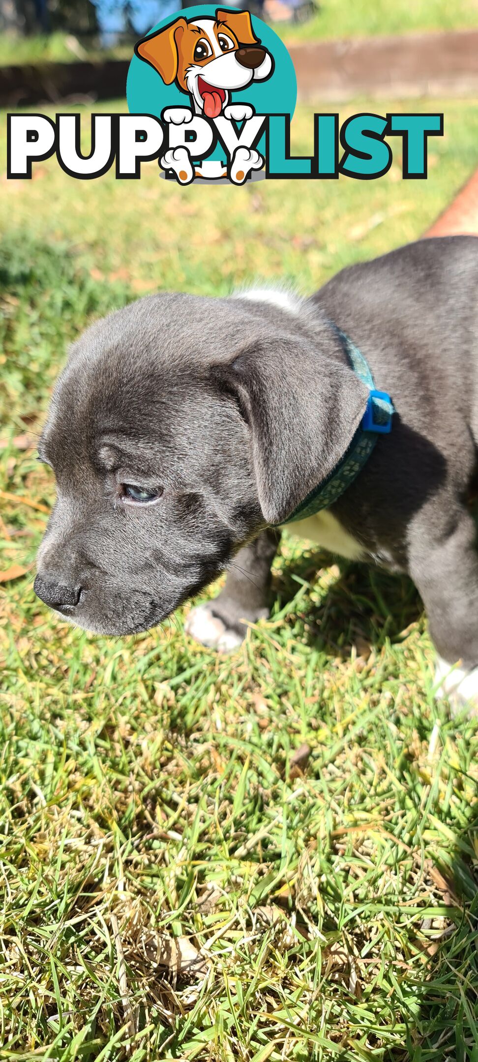 Staffy puppies