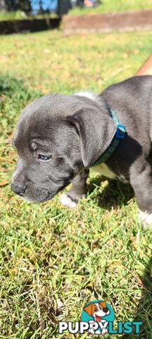 Staffy puppies