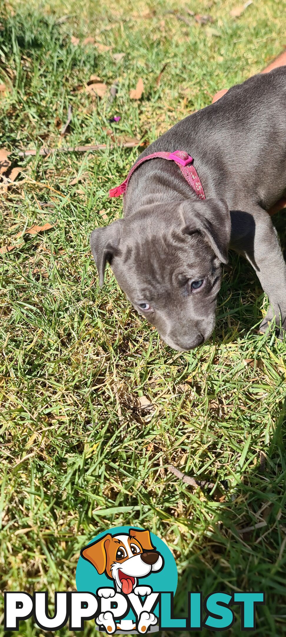 Staffy puppies