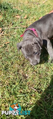 Staffy puppies