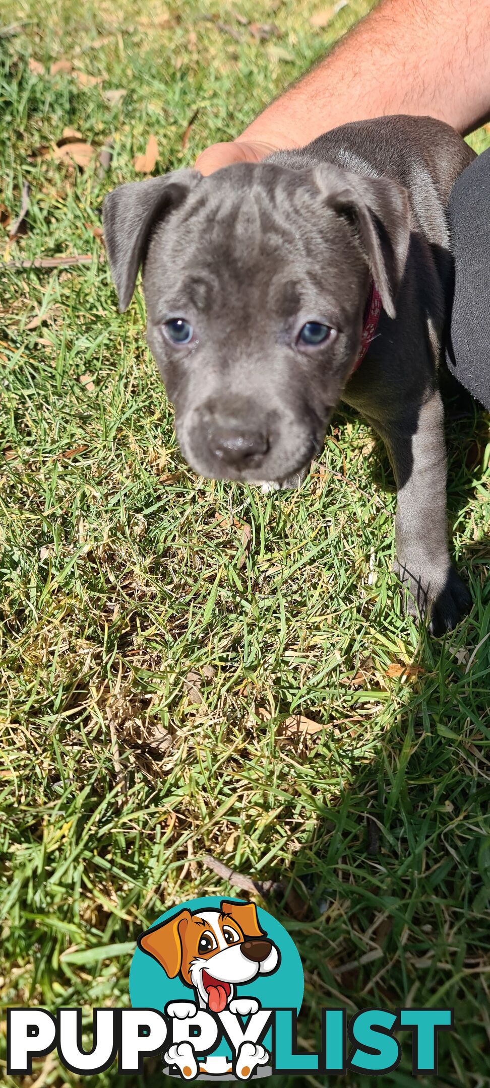 Staffy puppies