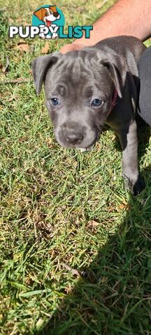 Staffy puppies