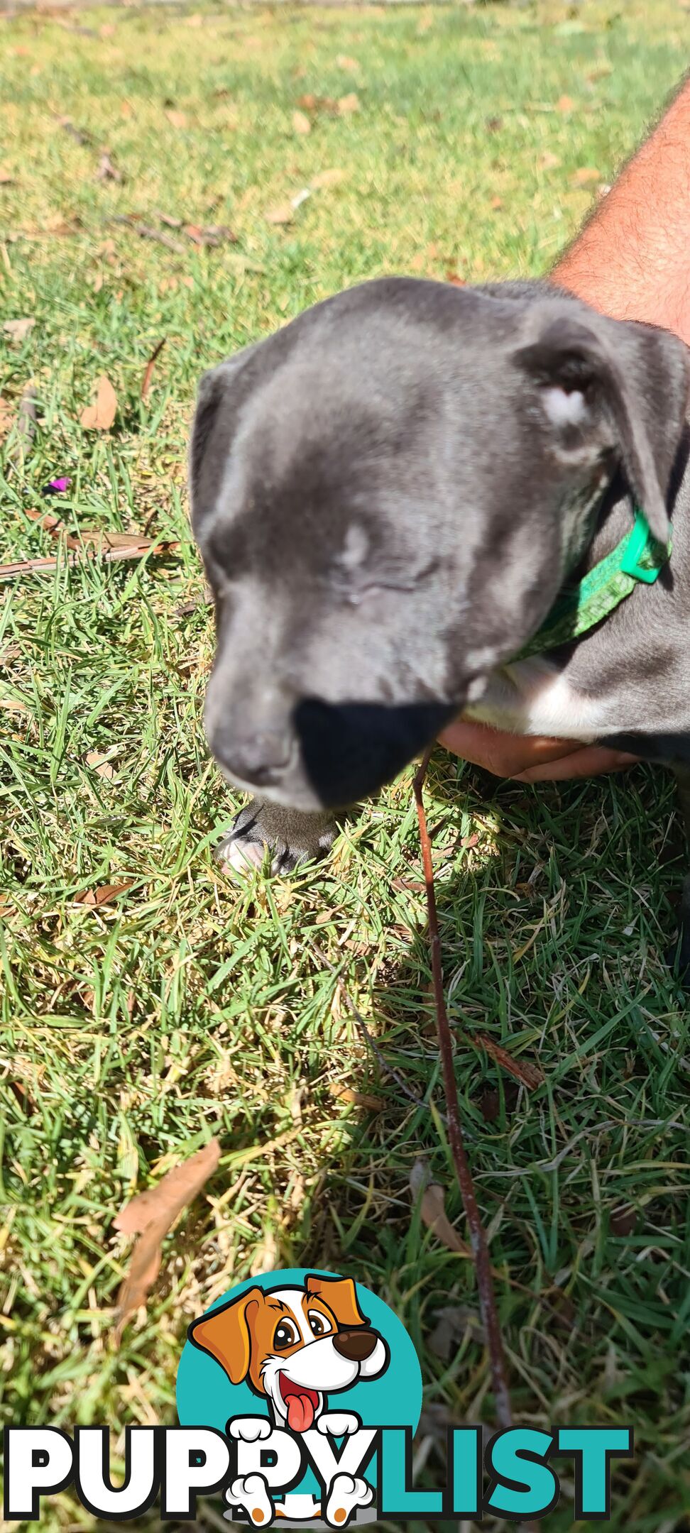 Staffy puppies