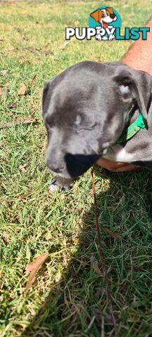 Staffy puppies