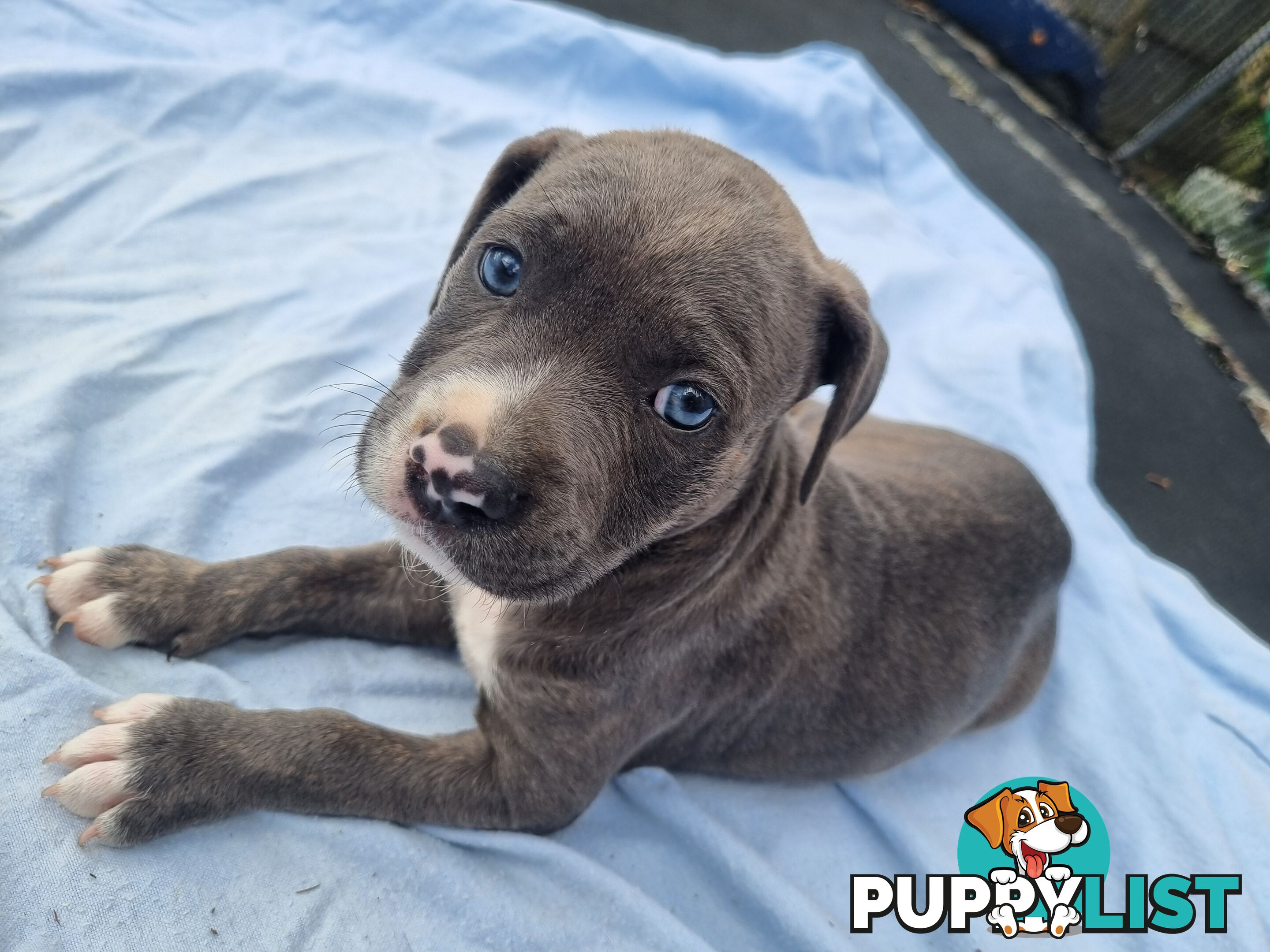 Mastiff bandog x American staffeshire puppies