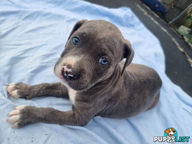 Mastiff bandog x American staffeshire puppies