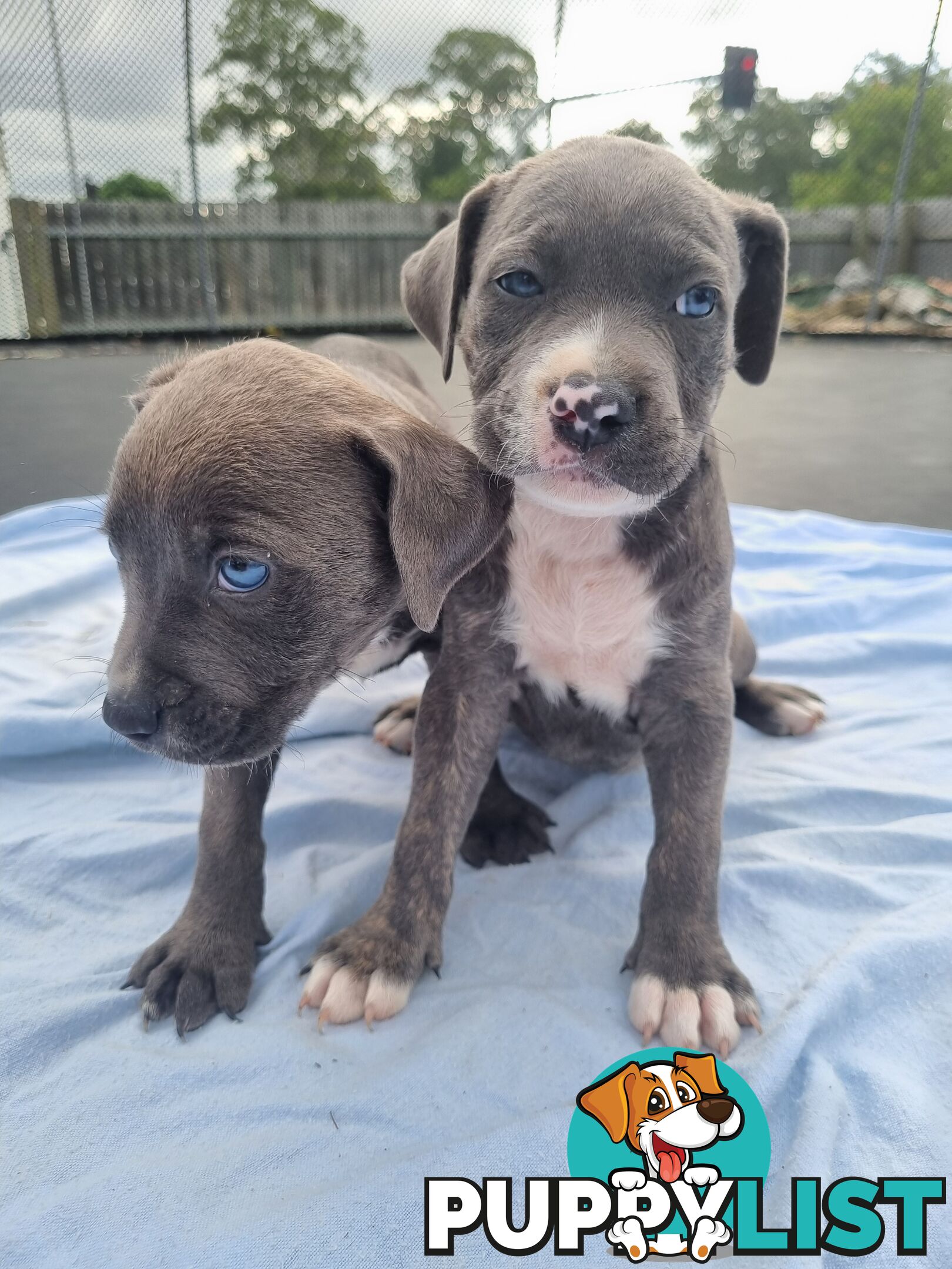 Mastiff bandog x American staffeshire puppies