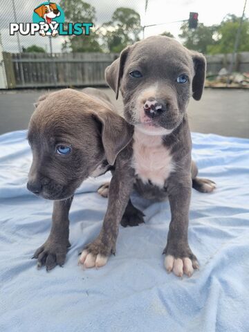 Mastiff bandog x American staffeshire puppies