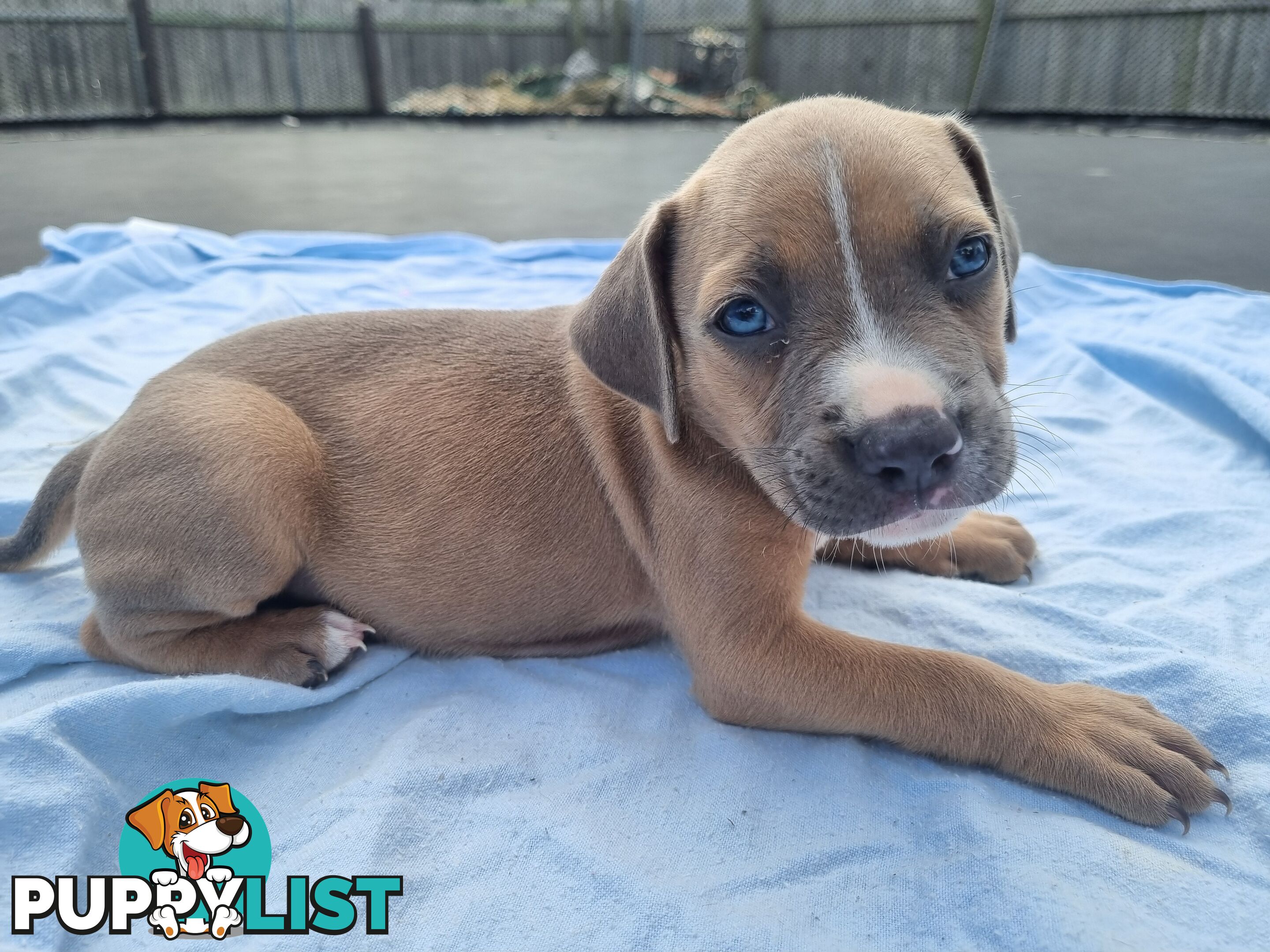 Mastiff bandog x American staffeshire puppies