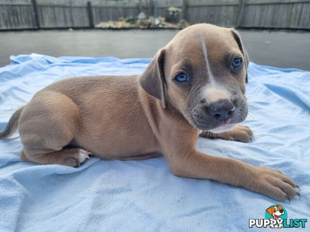 Mastiff bandog x American staffeshire puppies