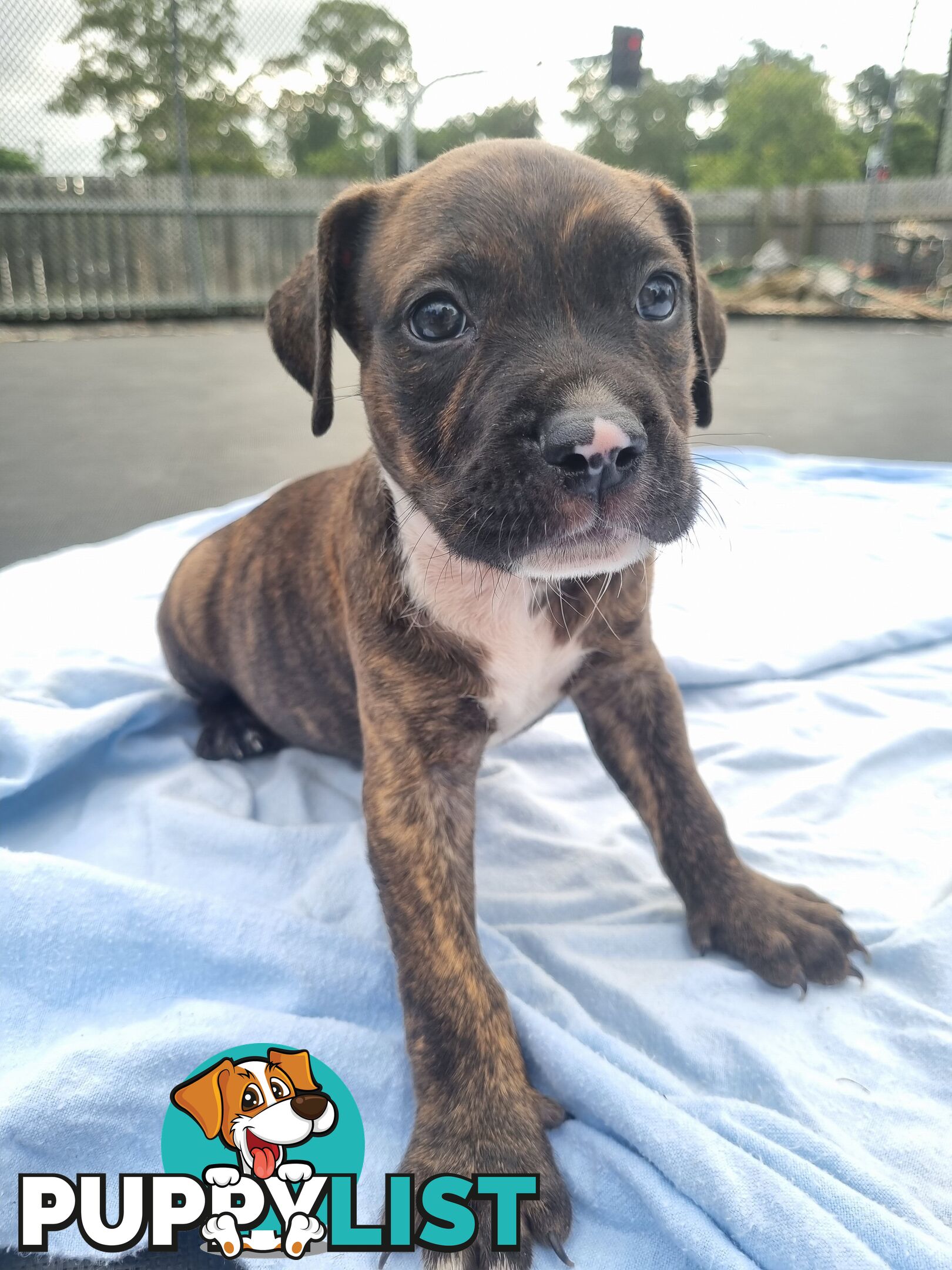 Mastiff bandog x American staffeshire puppies