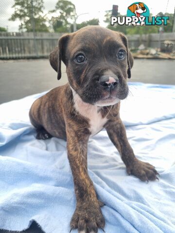 Mastiff bandog x American staffeshire puppies