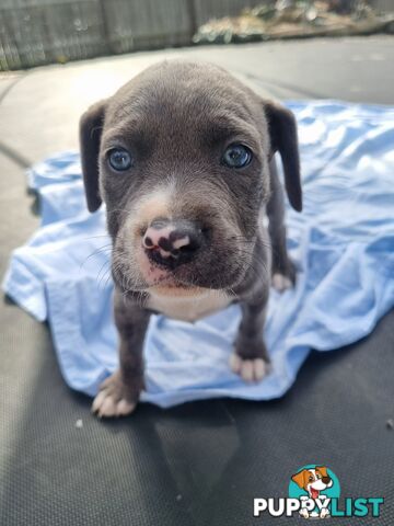 Mastiff bandog x American staffeshire puppies