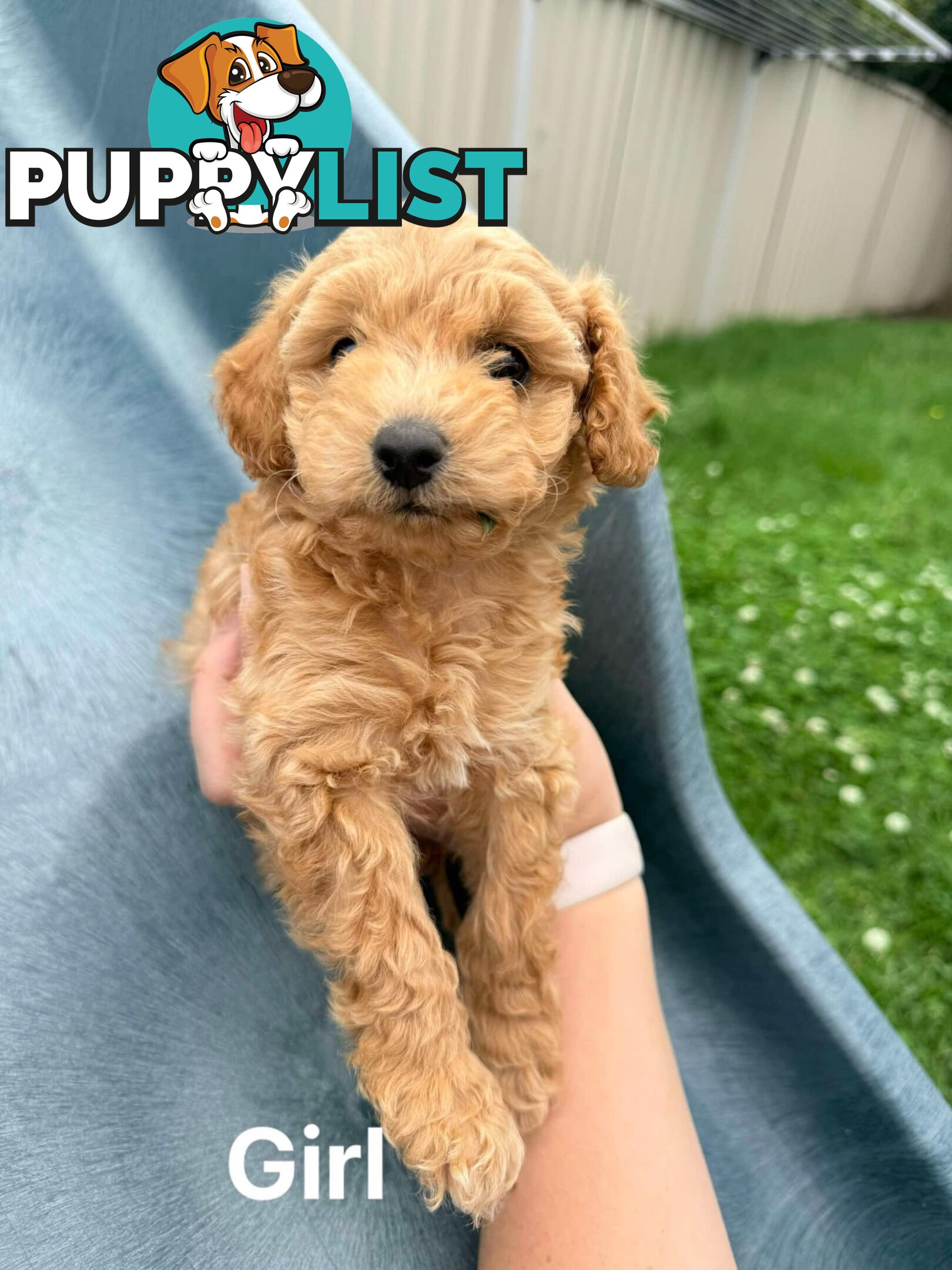 Purebred Toy Poodle Puppies - 1x Apricot Male and 1x Apricot Female Available - Central Coast area