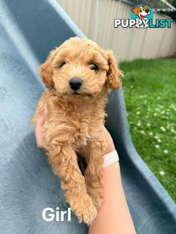 Purebred Toy Poodle Puppies - 1x Apricot Male and 1x Apricot Female Available - Central Coast area