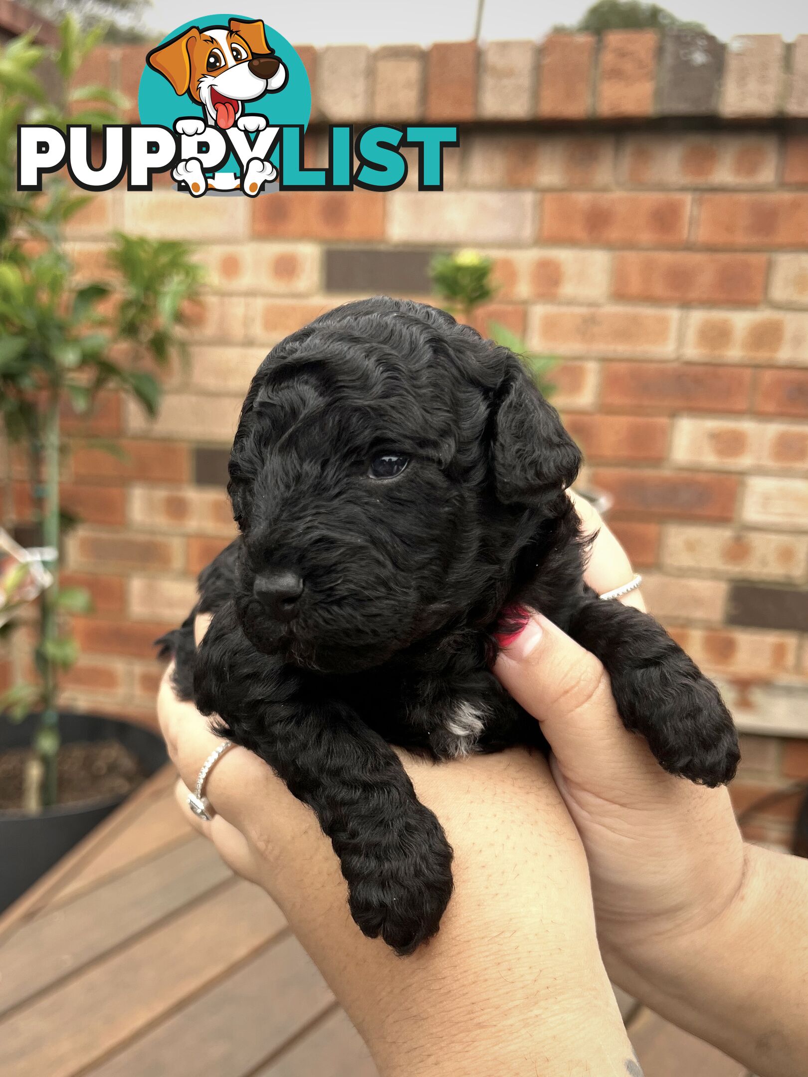 Purebred Toy Poodle Puppies - 2x Black Males and 2 Females Available - Central Coast area