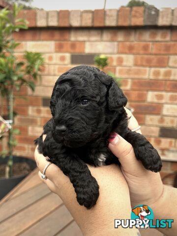 Purebred Toy Poodle Puppies - 2x Black Males and 2 Females Available - Central Coast area