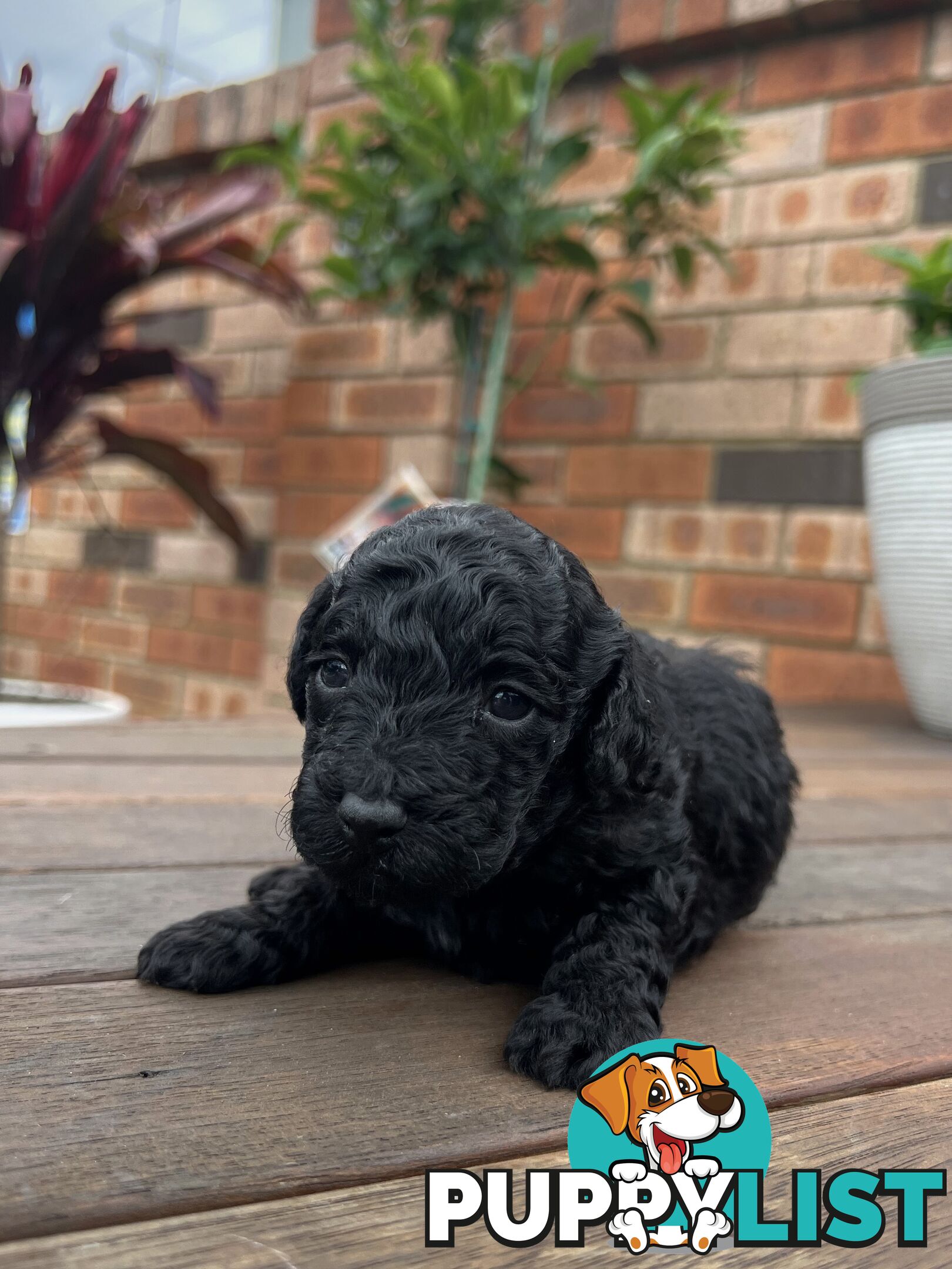 Purebred Toy Poodle Puppies - 2x Black Males and 2 Females Available - Central Coast area