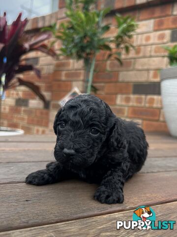 Purebred Toy Poodle Puppies - 2x Black Males and 2 Females Available - Central Coast area