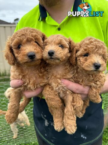 Purebred Toy Poodle Puppies - 1x Apricot Male and 1x Apricot Female Available - Central Coast area