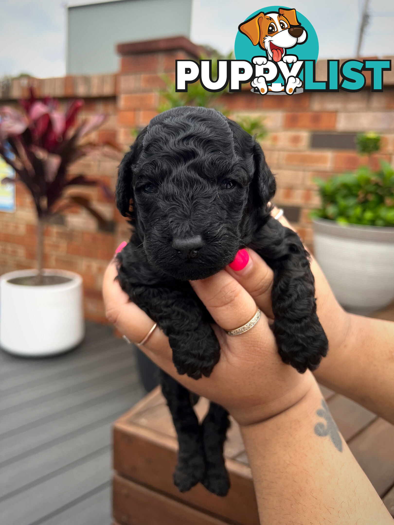 Purebred Toy Poodle Puppies - 2x Black Males and 2 Females Available - Central Coast area