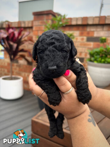 Purebred Toy Poodle Puppies - 2x Black Males and 2 Females Available - Central Coast area