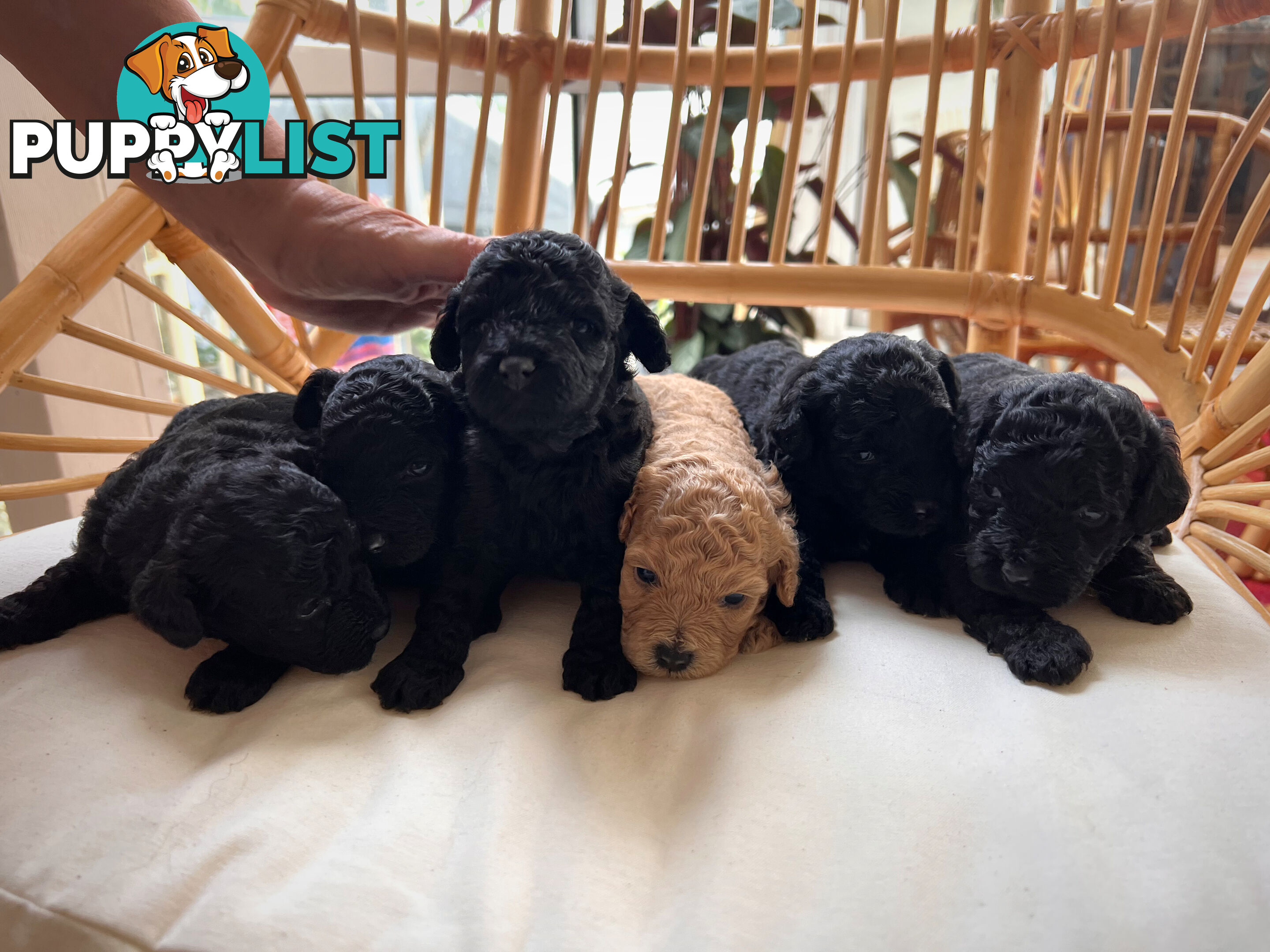 Purebred Toy Poodle Puppies - 2x Black Males and 2 Females Available - Central Coast area