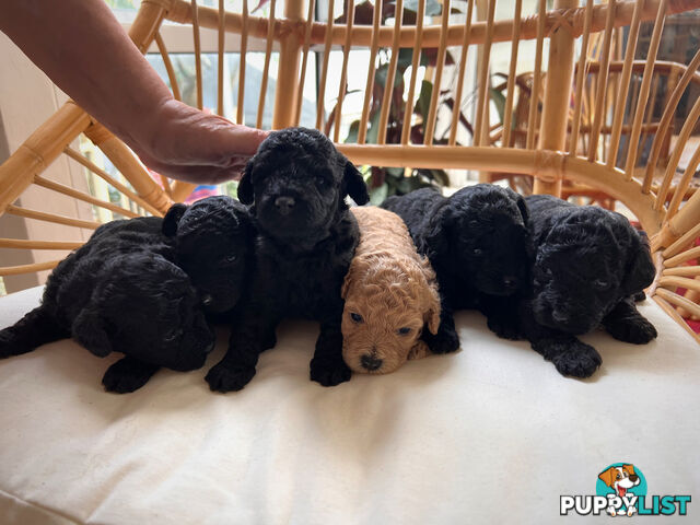 Purebred Toy Poodle Puppies - 2x Black Males and 2 Females Available - Central Coast area