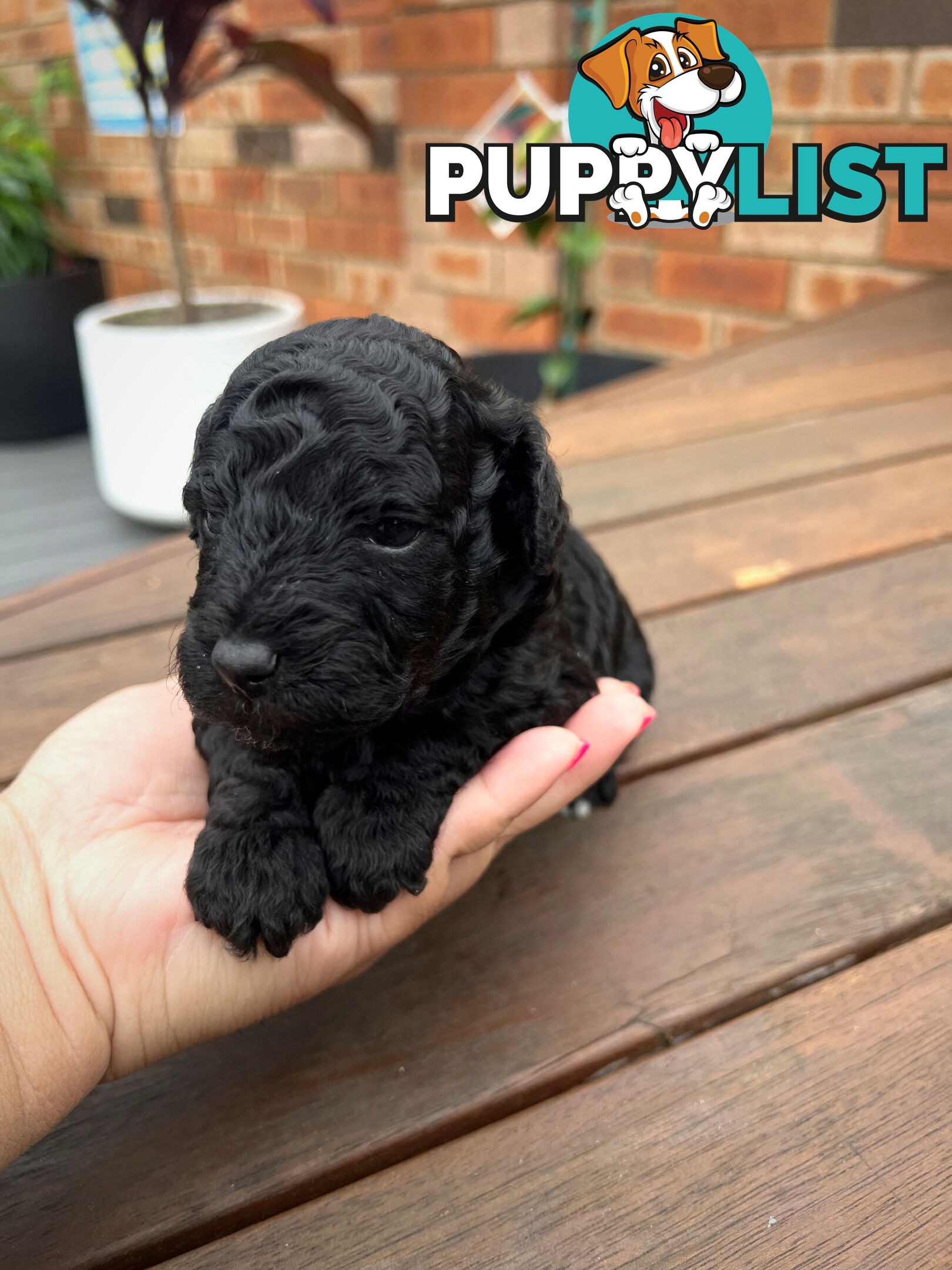 Purebred Toy Poodle Puppies - 2x Black Males and 2 Females Available - Central Coast area