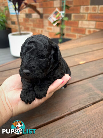 Purebred Toy Poodle Puppies - 2x Black Males and 2 Females Available - Central Coast area