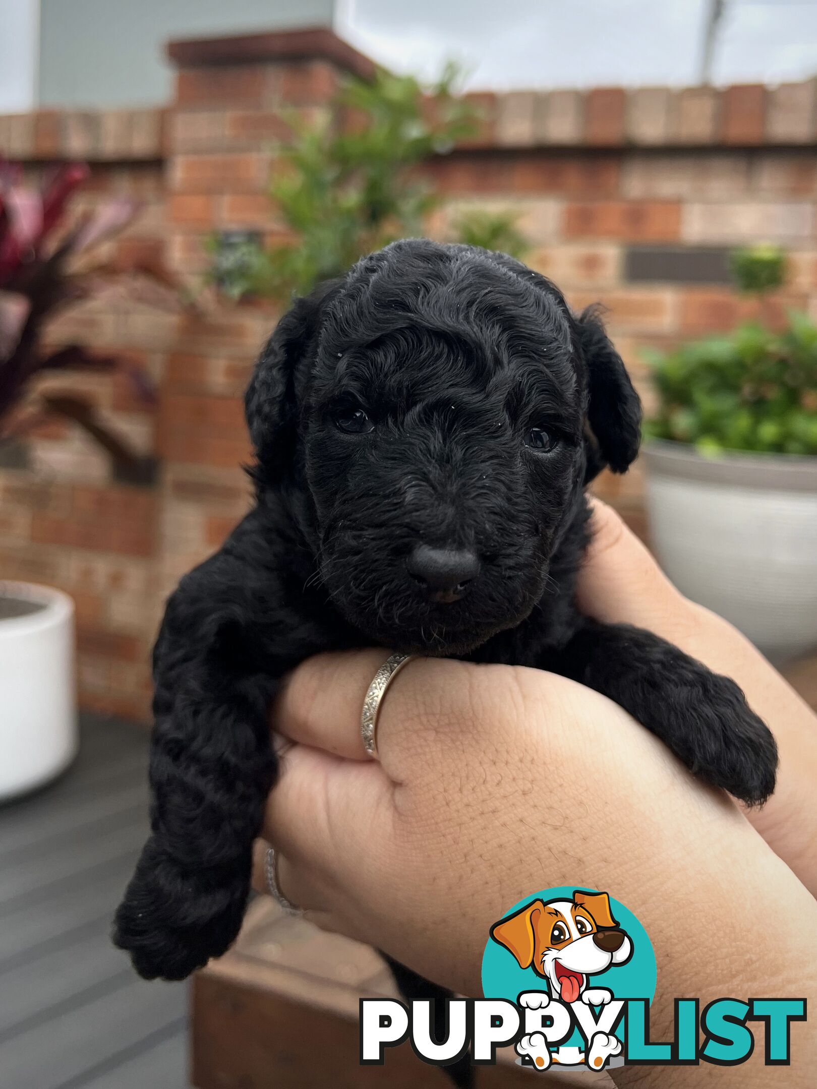 Purebred Toy Poodle Puppies - 2x Black Males and 2 Females Available - Central Coast area