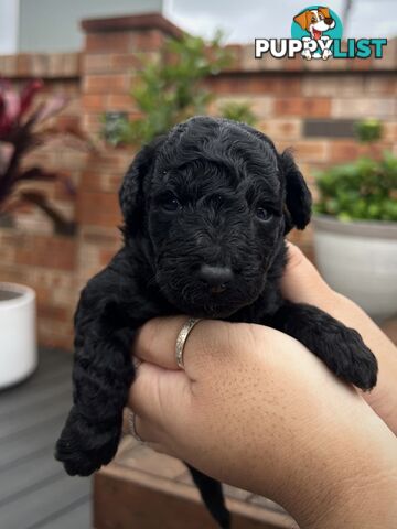 Purebred Toy Poodle Puppies - 2x Black Males and 2 Females Available - Central Coast area