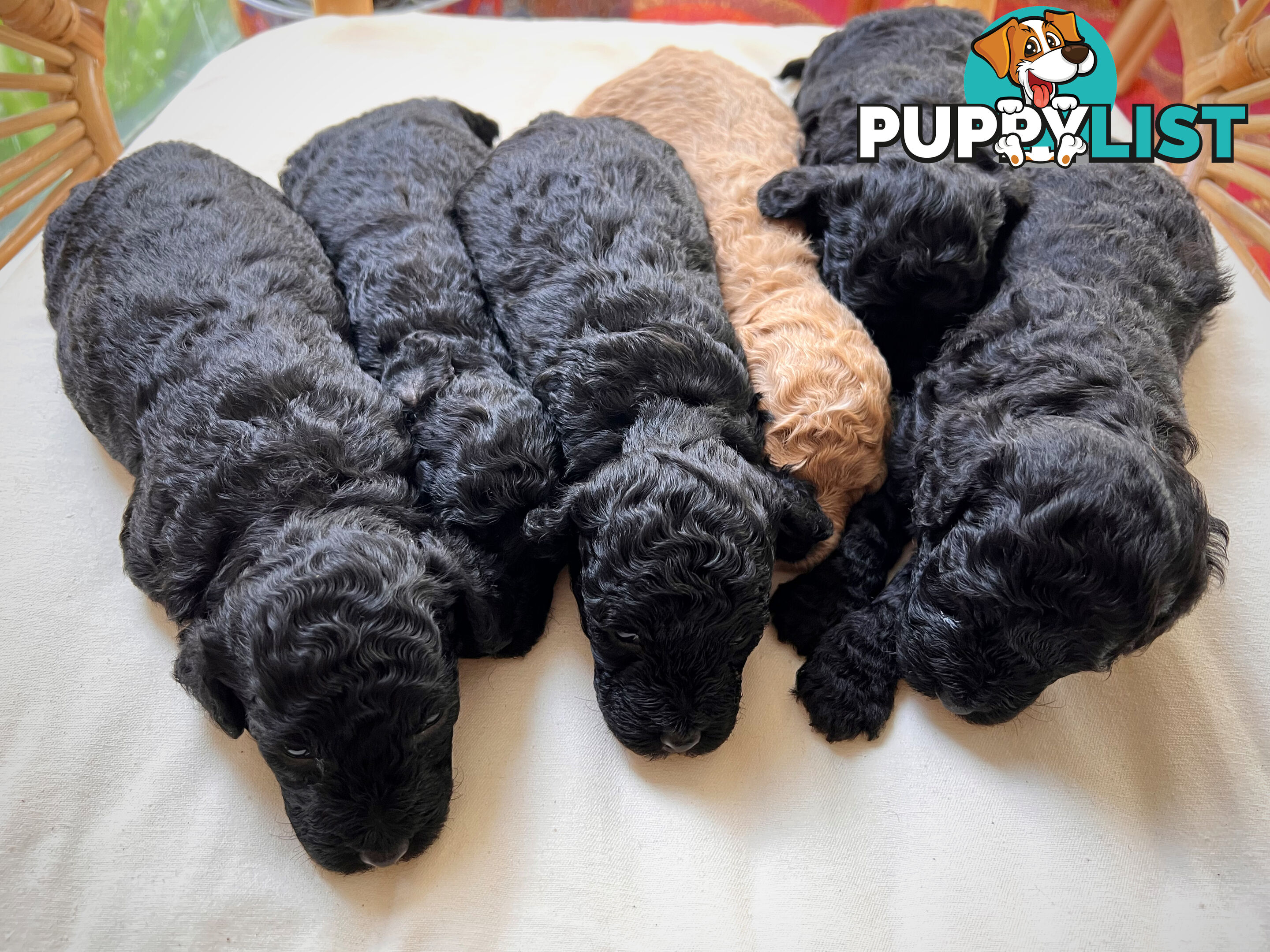 Purebred Toy Poodle Puppies - 2x Black Males and 2 Females Available - Central Coast area