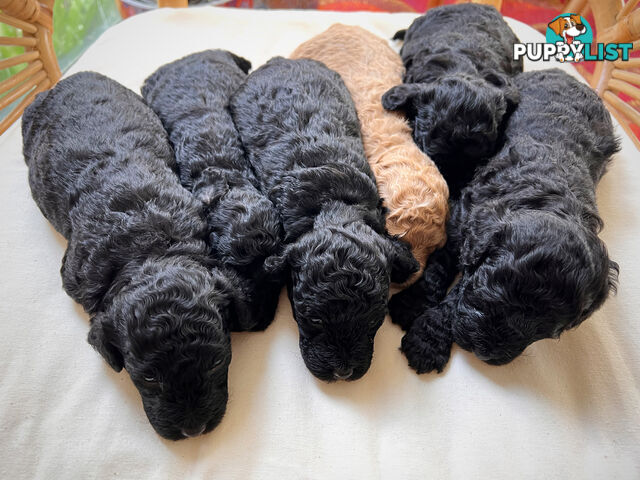 Purebred Toy Poodle Puppies - 2x Black Males and 2 Females Available - Central Coast area