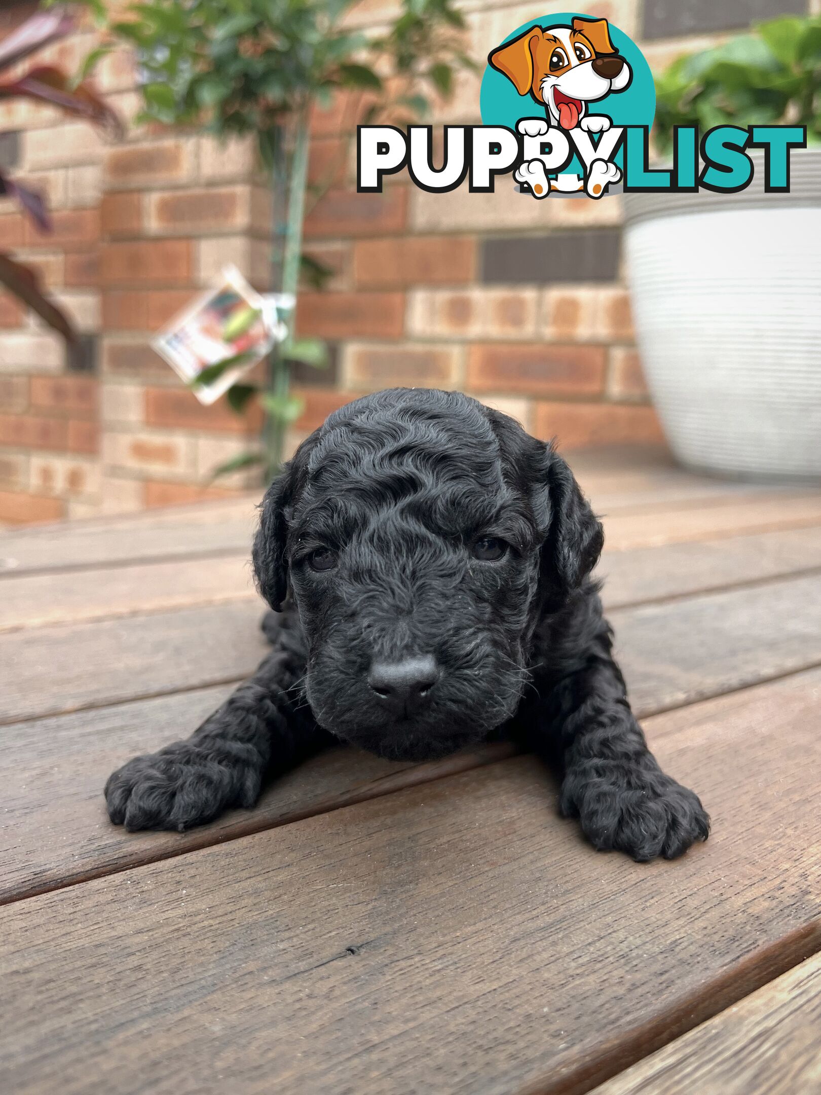 Purebred Toy Poodle Puppies - 2x Black Males and 2 Females Available - Central Coast area