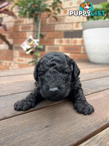 Purebred Toy Poodle Puppies - 2x Black Males and 2 Females Available - Central Coast area