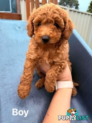 Purebred Toy Poodle Puppies - 1x Apricot Male and 1x Apricot Female Available - Central Coast area