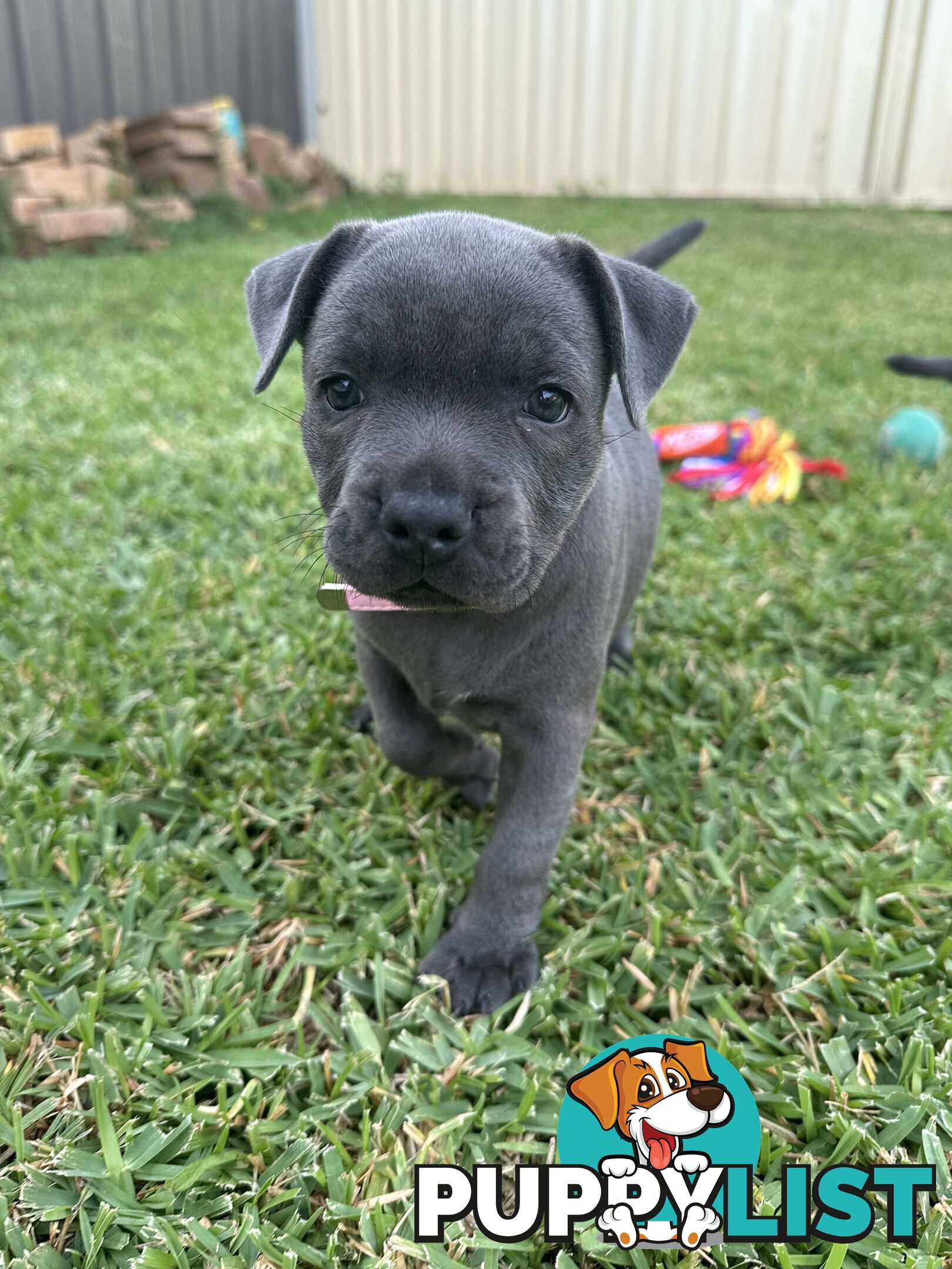 Blue English Staffordshire pups