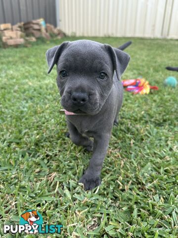 Blue English Staffordshire pups