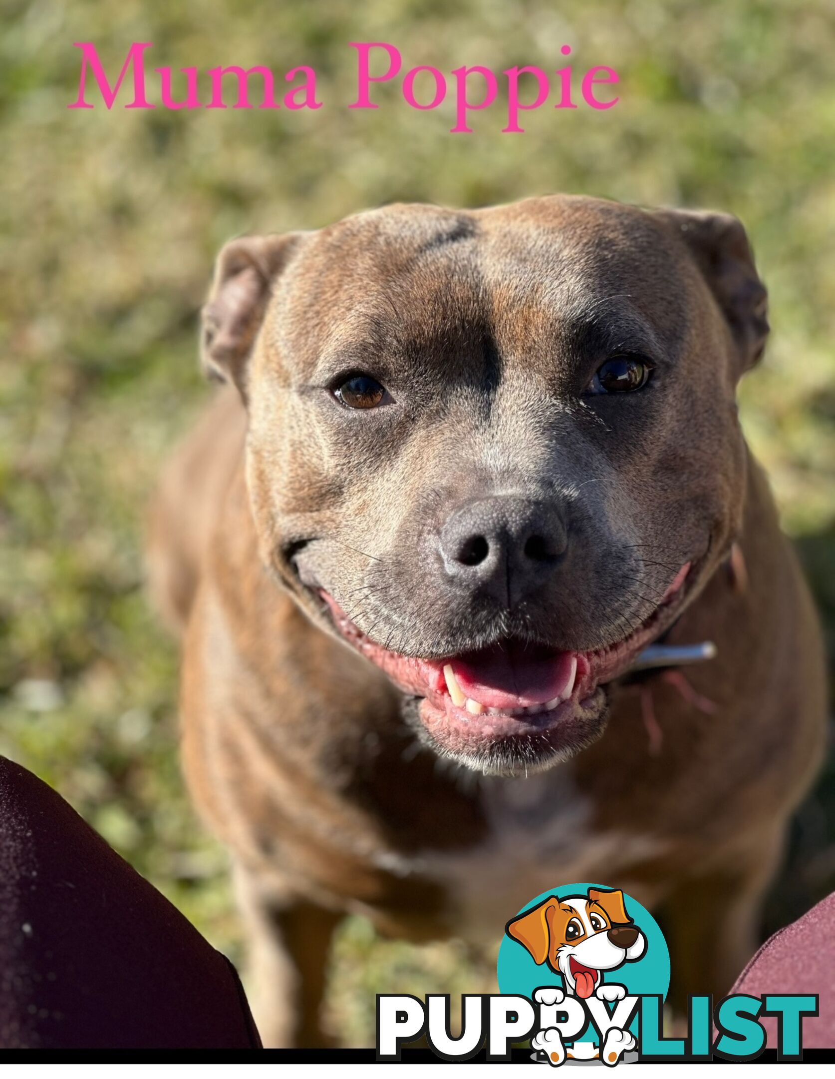 Blue English Staffordshire pups