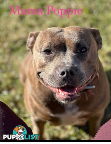 Blue English Staffordshire pups